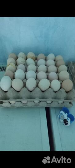 Домашние куриные яйца