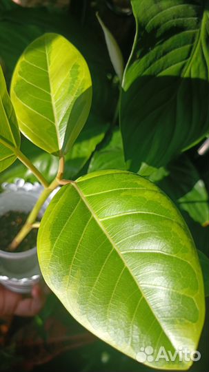 Фикус альтиссима(бенгальский тигр)
