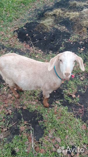 Продам козу