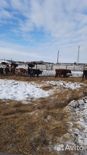 О Бычки абердины сименталы холмогоры