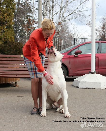 Аргентинский дог щенки