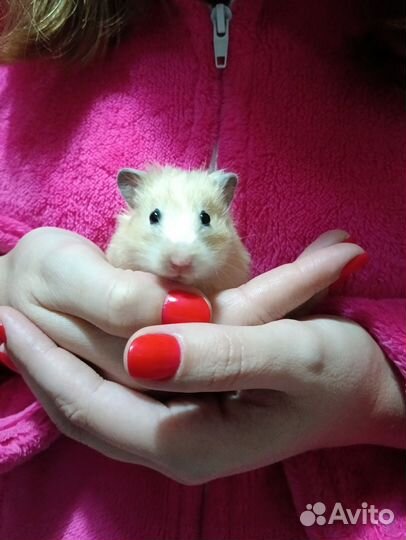 Сирийский хомяк малыш