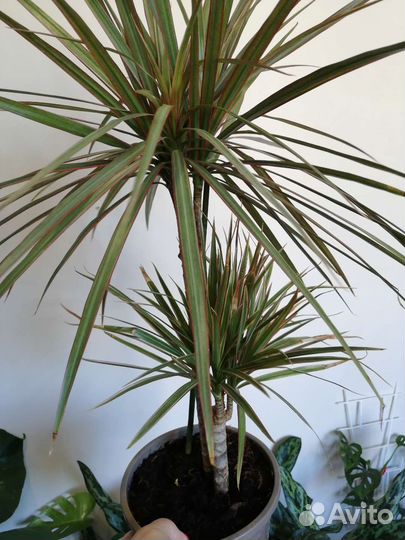 Драцена биколор