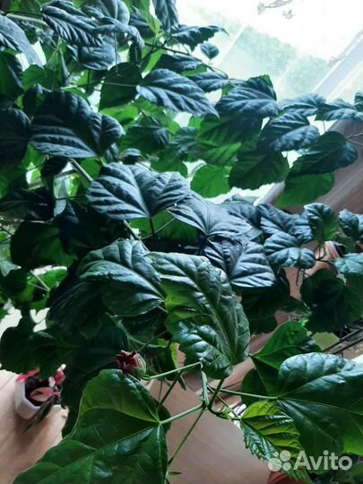 Гибискус китайская роза