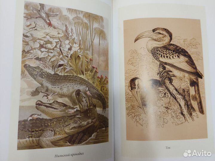 Книги Жизнь животных Альфред Брем