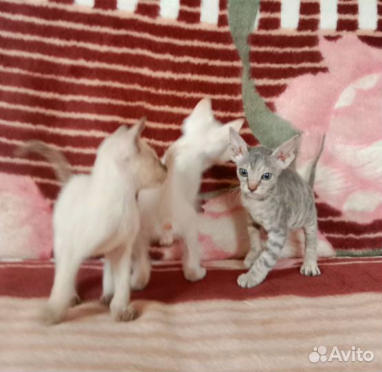 Канадский сфинкс (Браш)