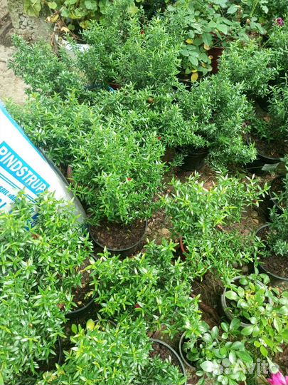 Мирт (адрес в описании)