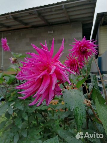 Георгины (Клубни)