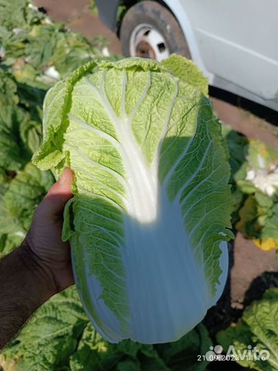 Пекинская капуста