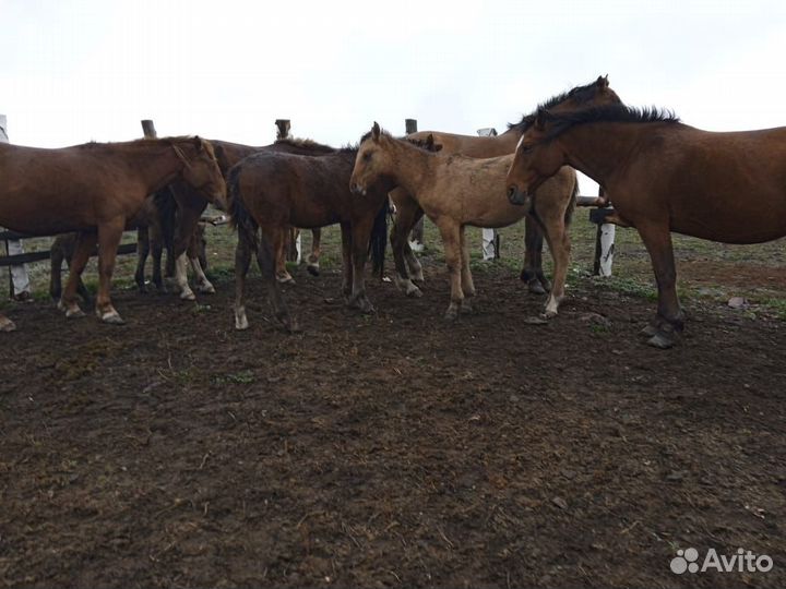 Кобылы с жеребятами