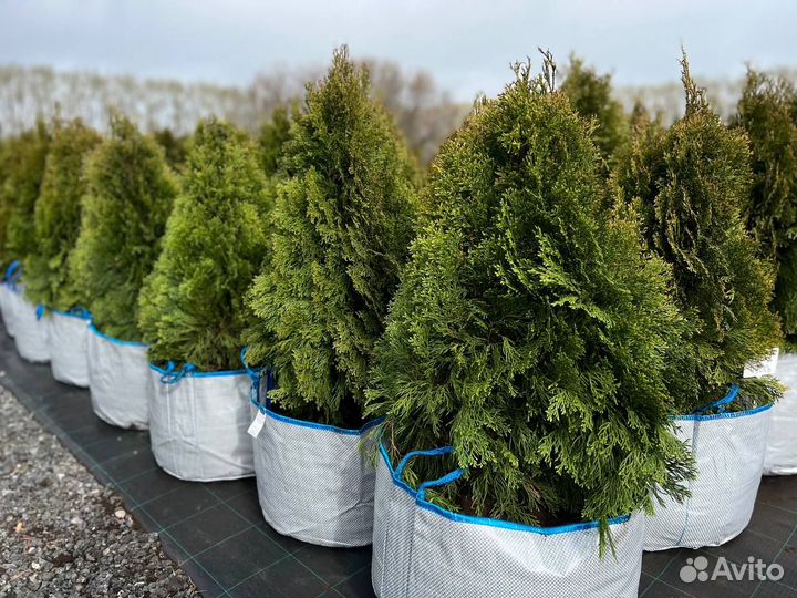 Туя Смарагд Витбонт