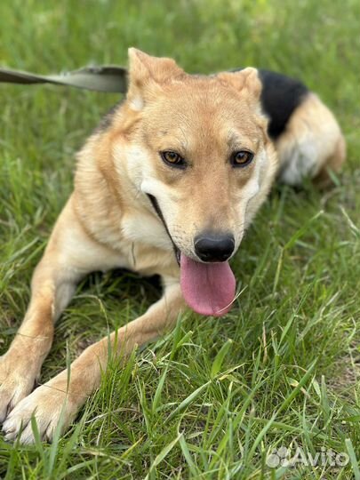 Нежной Айве не место в приюте