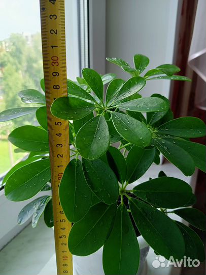 Комнатные цветы шефлера