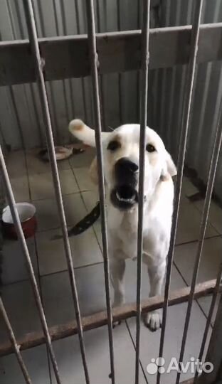 Лабрадор погибает в Донецке