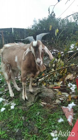 Козёл, вязка,чех