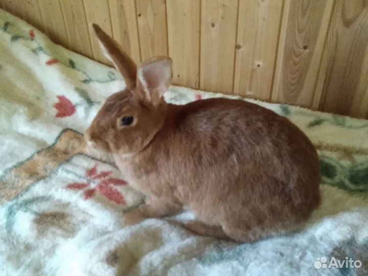 Кролики, крольчата, обмен