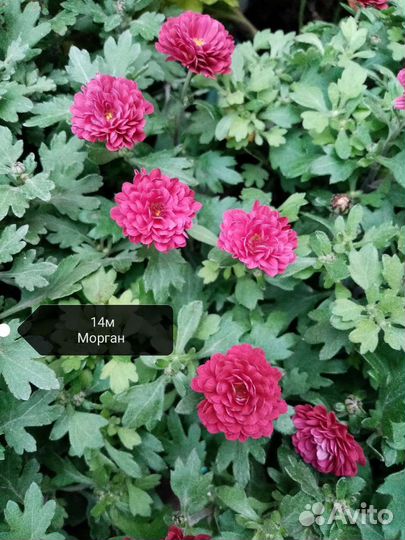 Хризантема