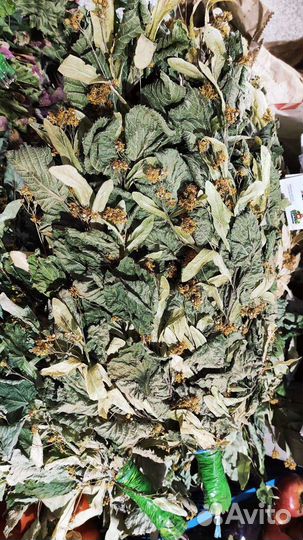 Дуб,Ольха,Липа,Осина,Фундук, Берёза, Канада,Пихта