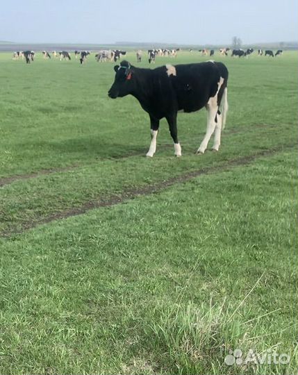 Телка 1.5 года Голштинская порода