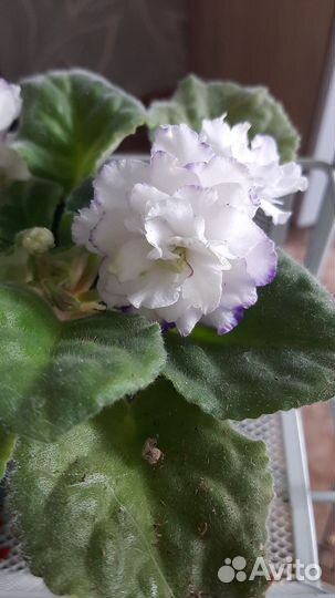 Лист фиалки