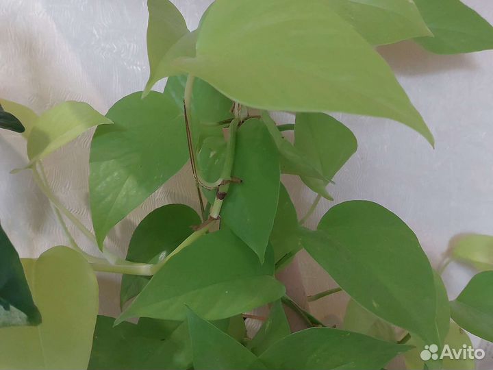 Эпипремнум Ауреум