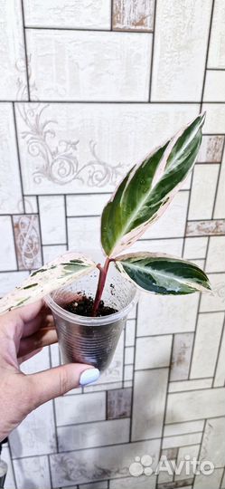 Строманта мультиколор