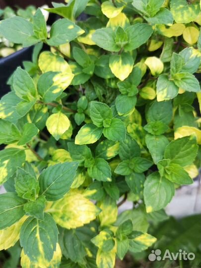 Мята. 130 коллекционных сортов