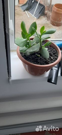 Денежное дерево (Толстянка)