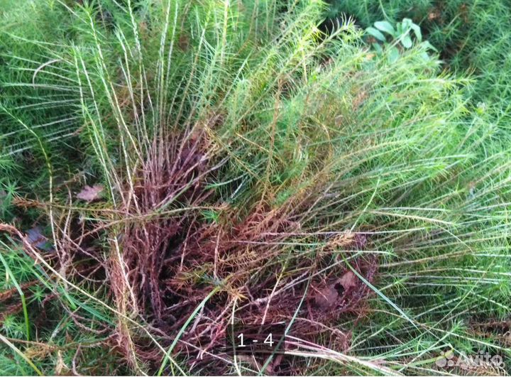 Кукушкин лён Мох