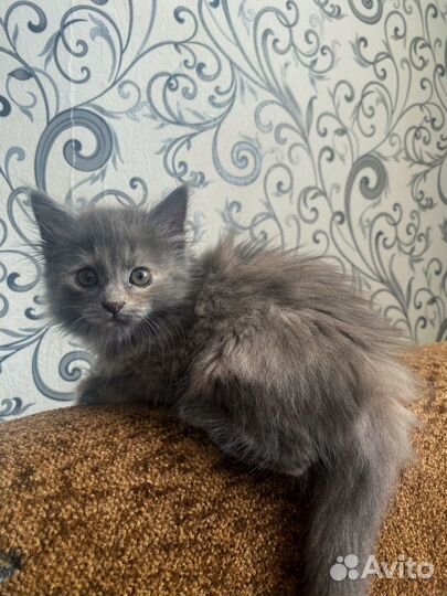 Котенок (девочка) в добрые руки