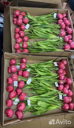 Тюльпаны Villeroy&Boch