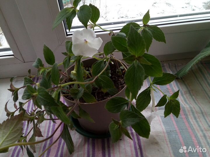 Ахименес белый