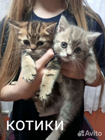 Шотландские котята