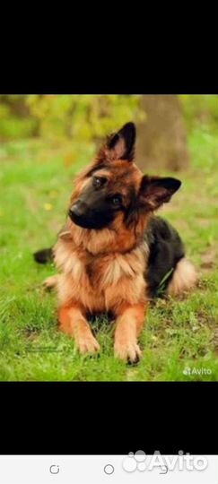 Уютная гостиница для животных 