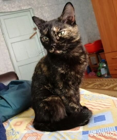 Кошке очень нужен дом
