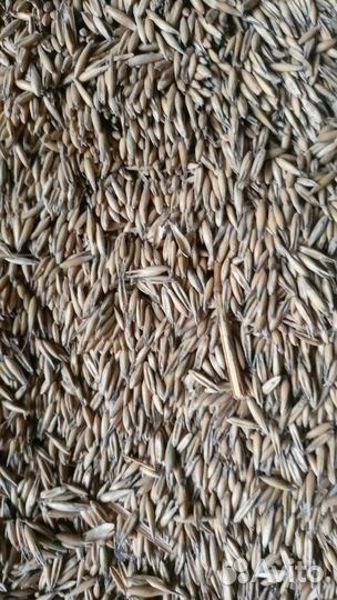 Пшеница, овес