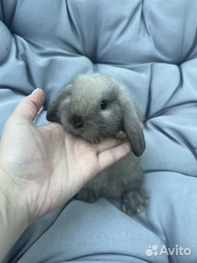 Декоративные кролики