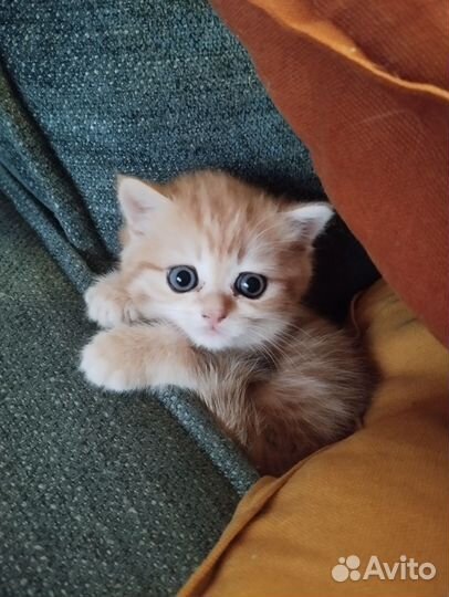 Британская