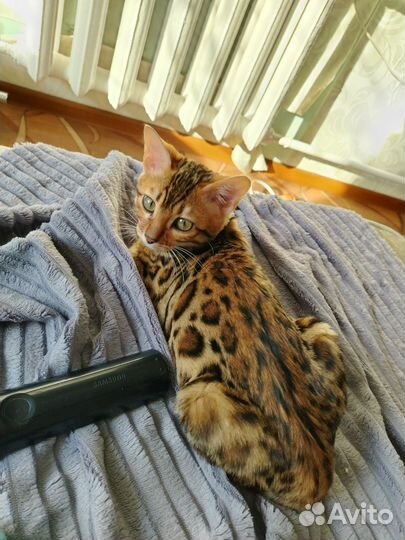 Бенгальский котенок