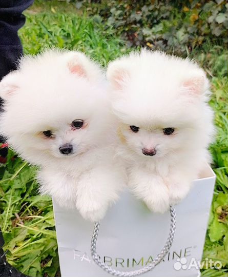 Щенки шпица