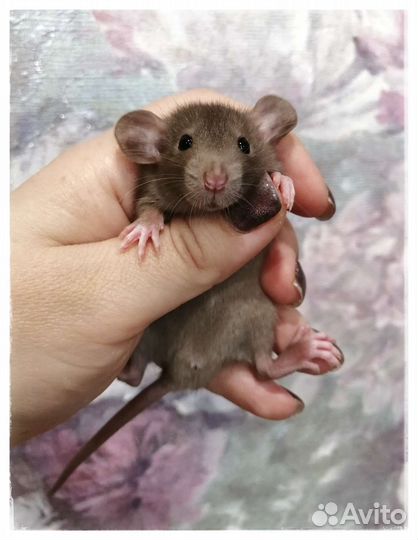 Шоколадные крысята Дамбо