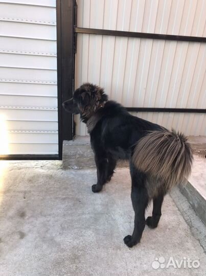 Ищу девочку для вязки