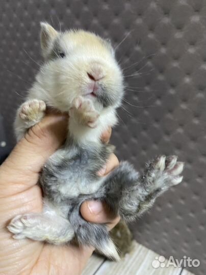 Декоративные карликовые кролики