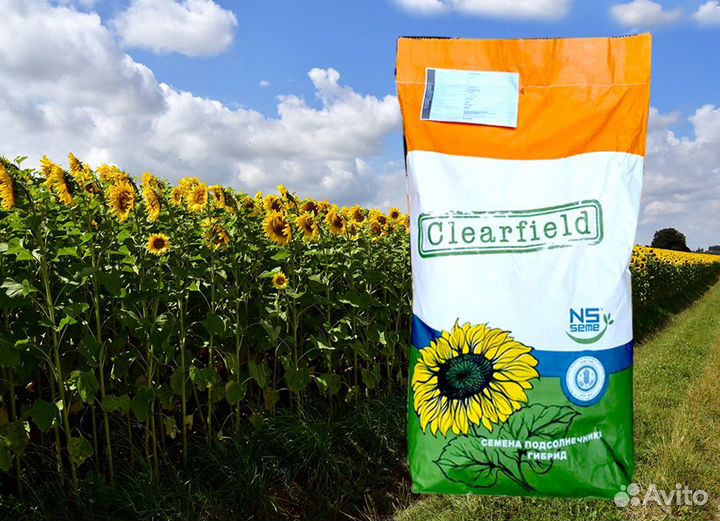 Семена подсолнечника нсх 6341 Евролайтинг Гибриды