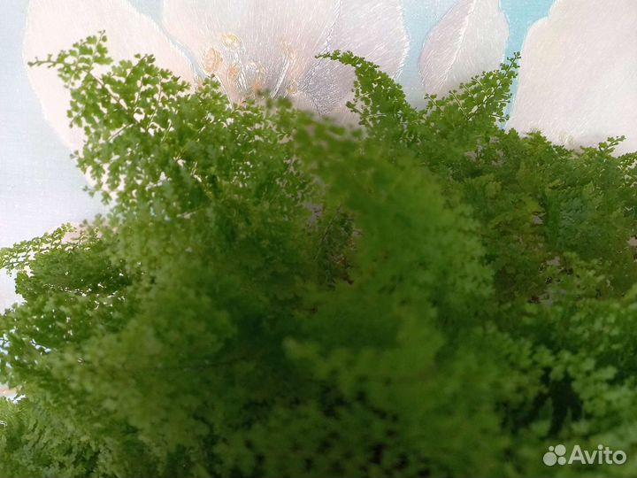 Нефролеписы