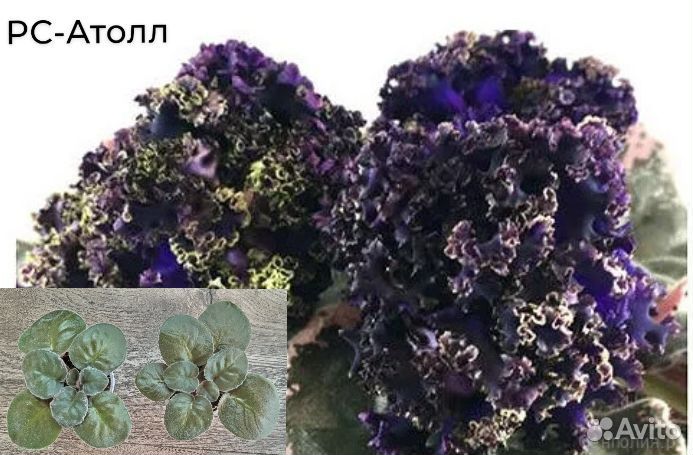 Детки сортовых фиалок