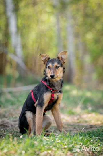 Щенок метис