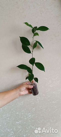 Фикус микрокарпа