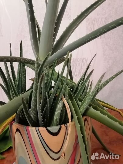 Алоэ вера растение