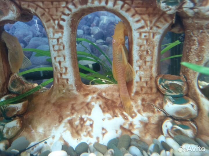 Сомики анцитрусы